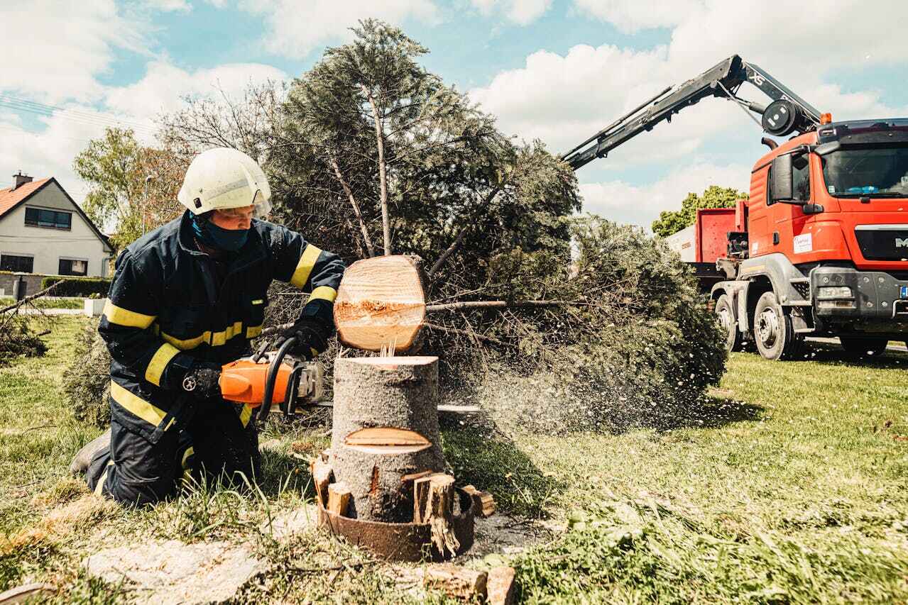 Emergency Storm Tree Removal in Princeville, HI